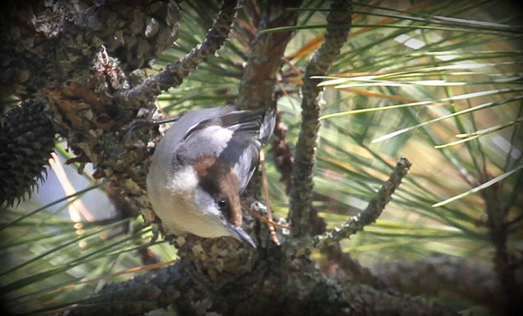 Photo (13): Brown-headed Nuthatch