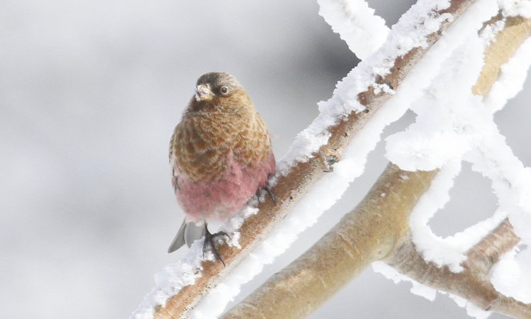 Photo (2): Brown-capped Rosy-Finch