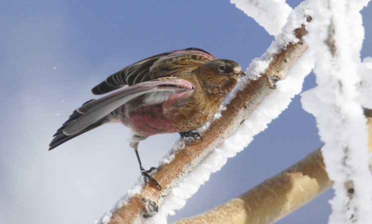 Photo (3): Brown-capped Rosy-Finch
