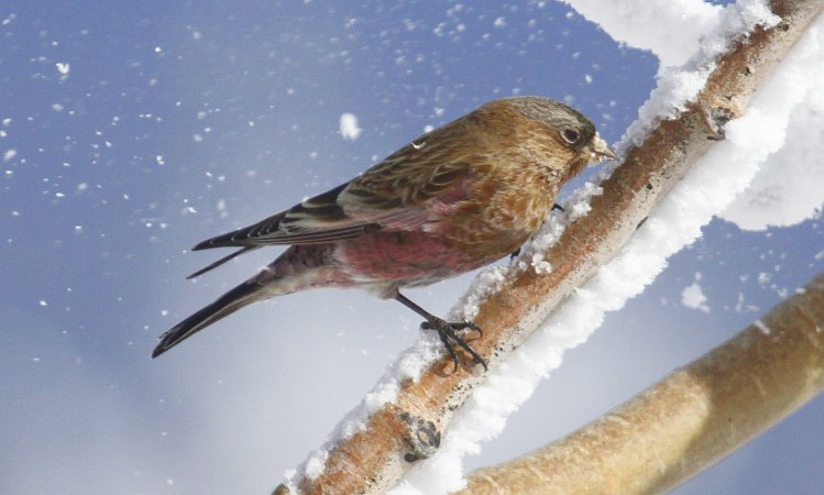 Photo (1): Brown-capped Rosy-Finch
