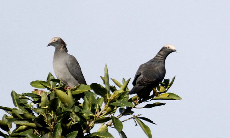 Photo (1): White-crowned Pigeon