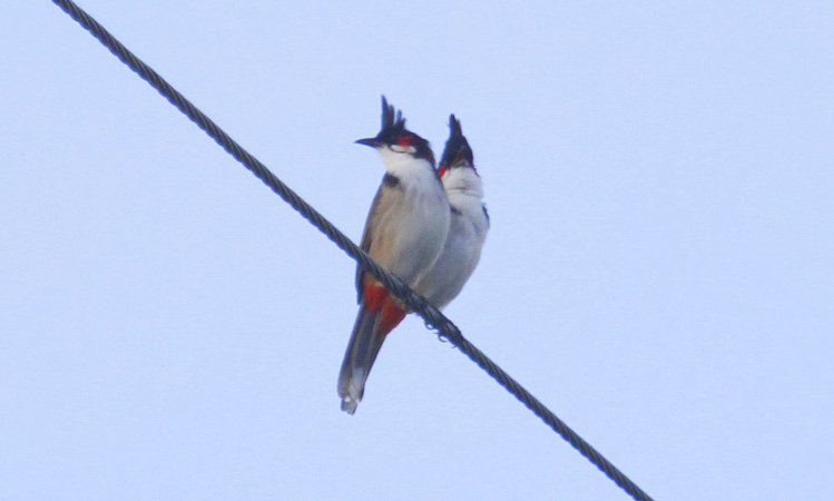 Photo (1): Red-whiskered Bulbul