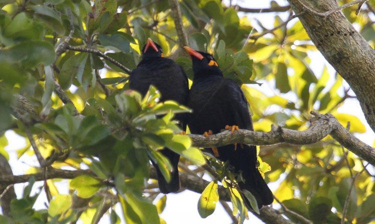 Photo (4): Hill Myna
