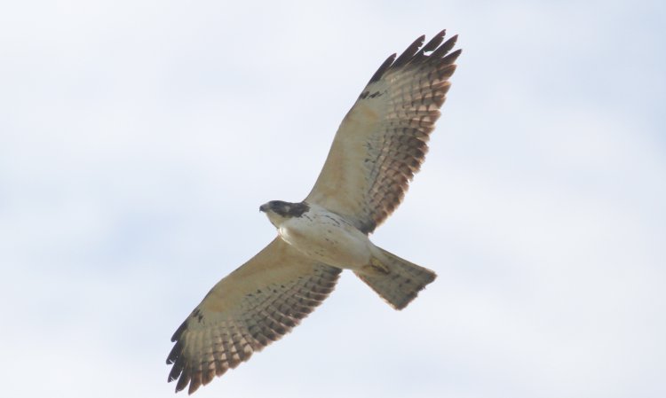 Photo (7): Short-tailed Hawk