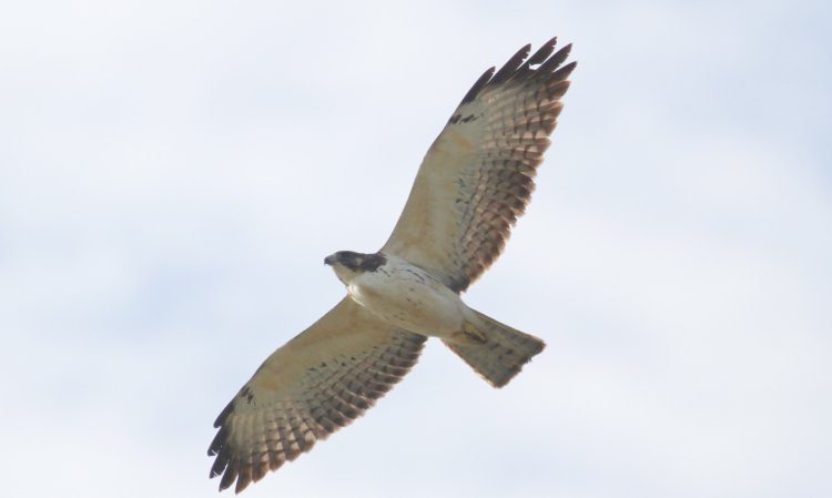 Photo (7): Short-tailed Hawk