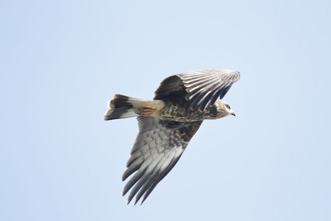 Photo (22): Snail Kite