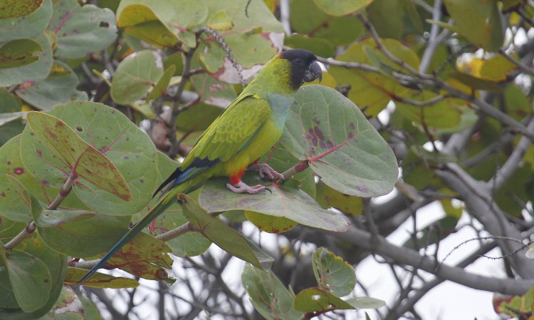 Photo (4): Nanday Parakeet