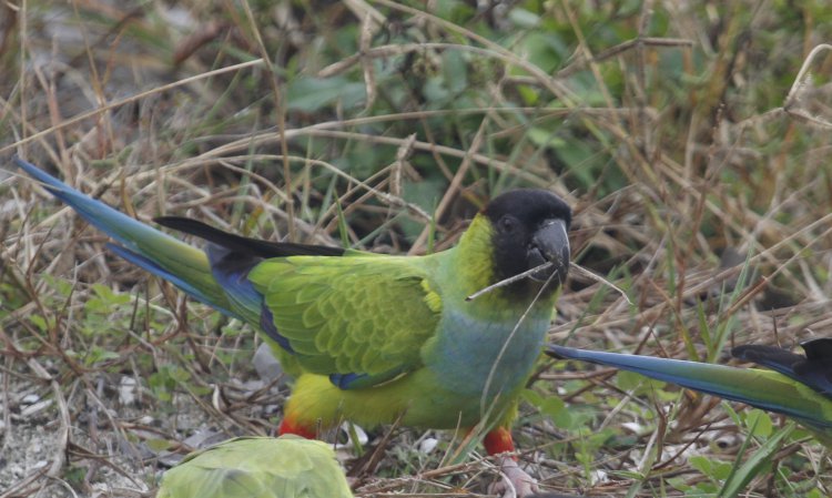 Photo (3): Nanday Parakeet