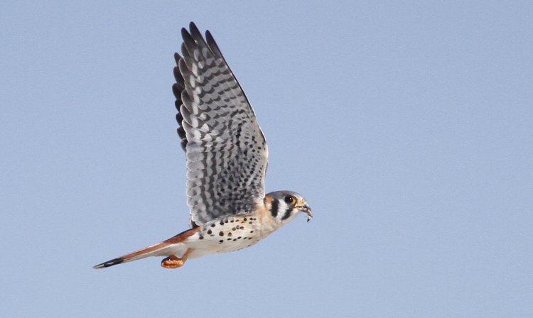 Photo (15): American Kestrel