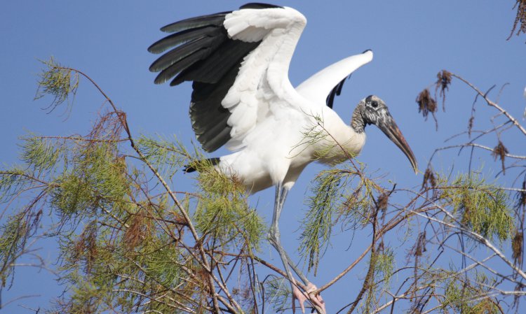 Photo (3): Wood Stork
