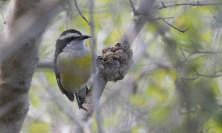 Photo (14): Bananaquit