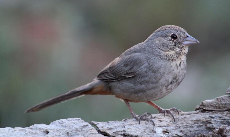 Photo (4): Canyon Towhee