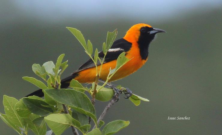 Photo (8): Hooded Oriole