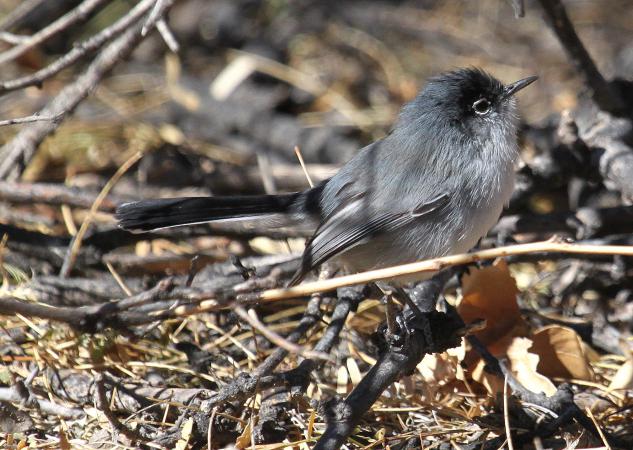Photo (3): Black-tailed Gnatcatcher
