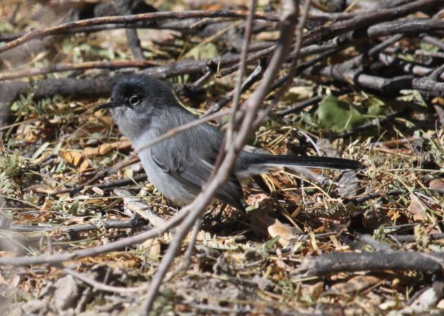 Photo (4): Black-tailed Gnatcatcher