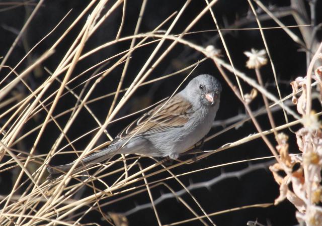 Photo (12): Black-chinned Sparrow