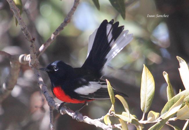 Photo (7): Painted Redstart