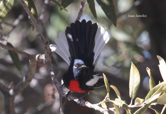 Photo (10): Painted Redstart