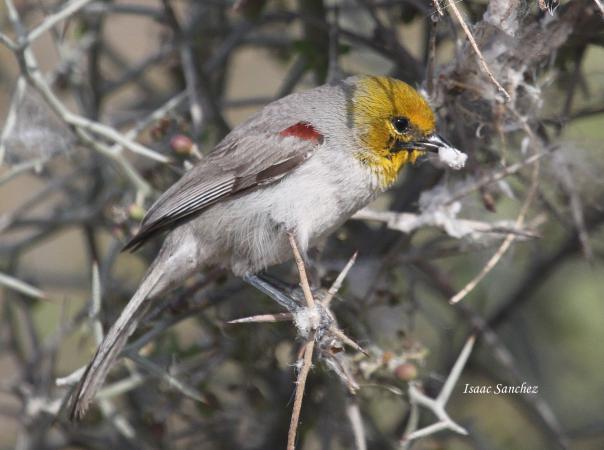 Photo (6): Verdin