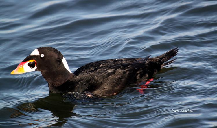 Photo (2): Surf Scoter