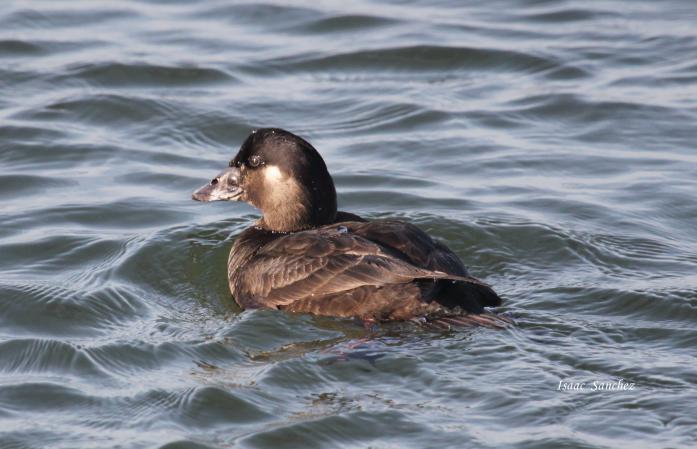 Photo (6): Surf Scoter