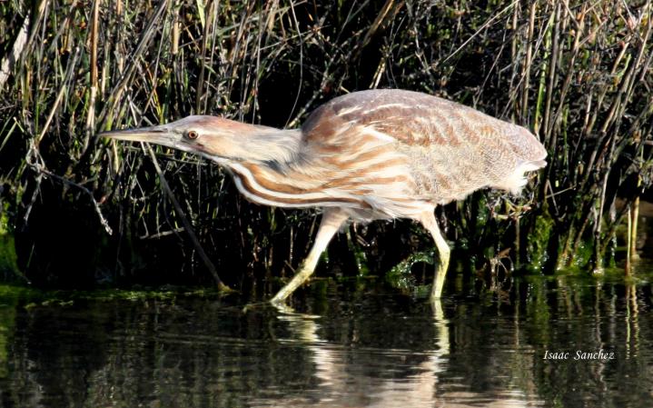 Photo (15): American Bittern