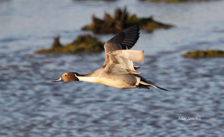 Photo (18): Northern Pintail