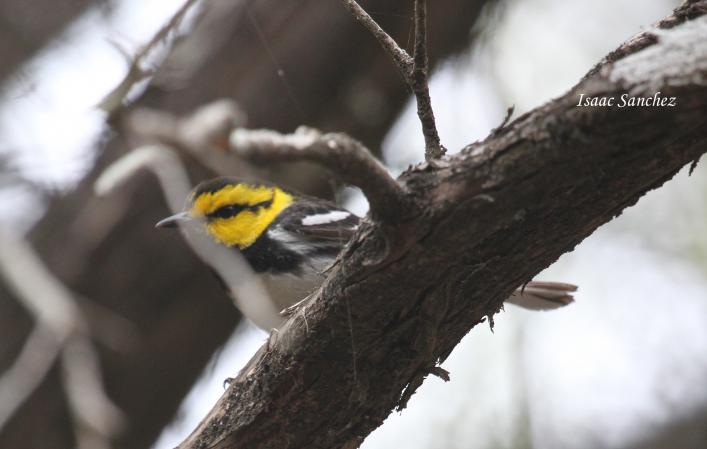 Photo (3): Golden-cheeked Warbler
