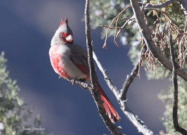 Photo (14): Pyrrhuloxia