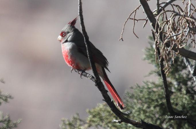 Photo (13): Pyrrhuloxia