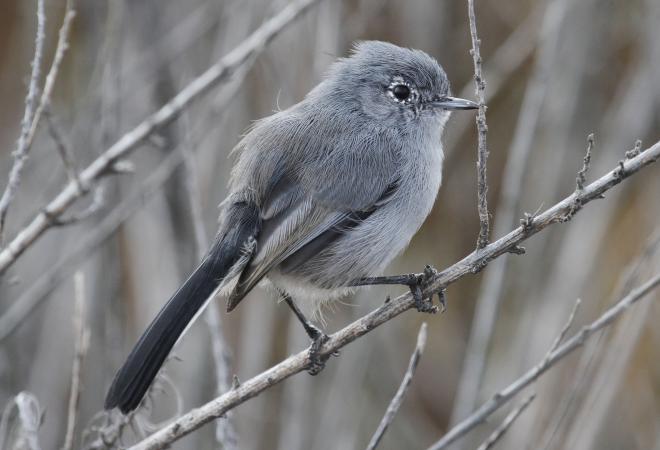Photo (1): California Gnatcatcher