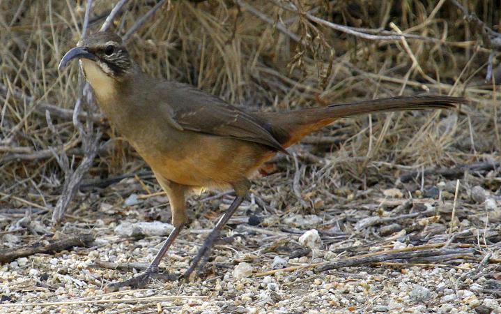 Photo (1): California Thrasher