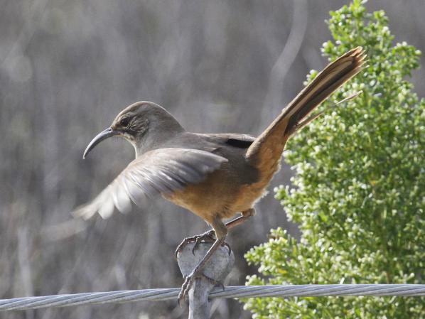 Photo (2): California Thrasher