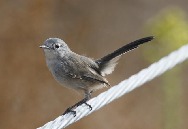 Photo (2): California Gnatcatcher