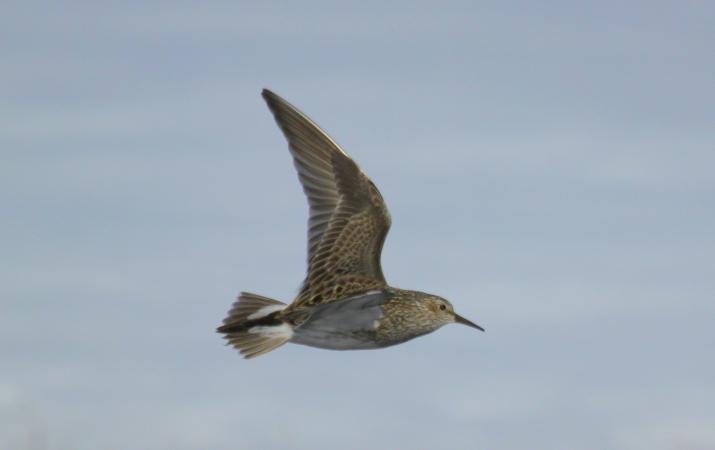 Photo (4): Pectoral Sandpiper