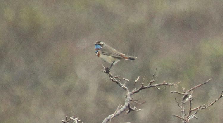Photo (2): Bluethroat