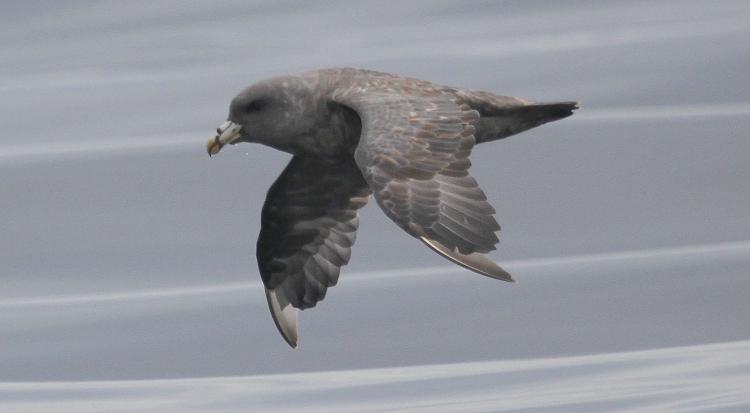 Photo (19): Northern Fulmar