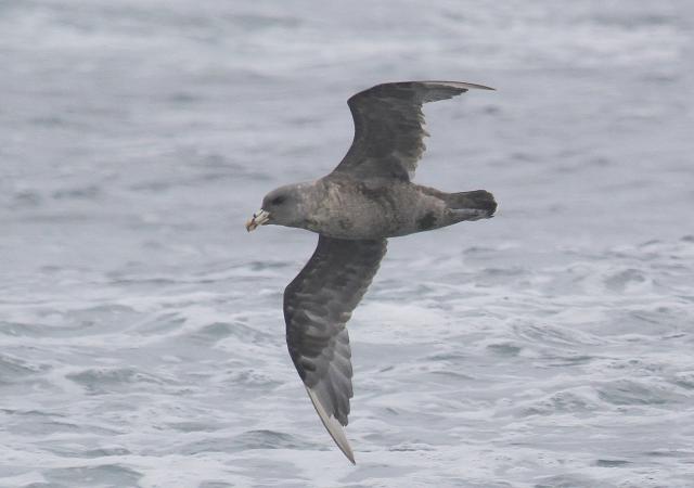 Photo (20): Northern Fulmar