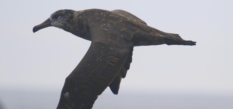 Photo (17): Black-footed Albatross