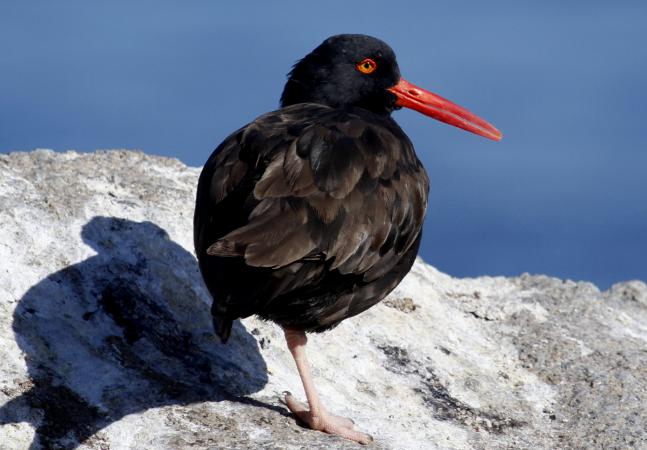 Photo (1): Black Oystercatcher
