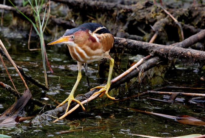 Photo (1): Least Bittern