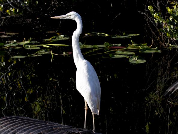 Photo (14): Great Blue Heron