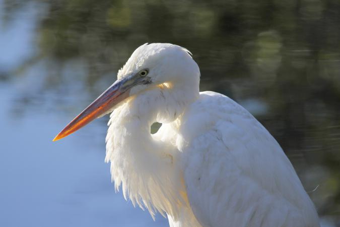 Photo (15): Great Blue Heron