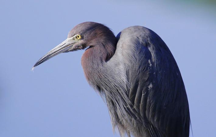 Photo (6): Little Blue Heron