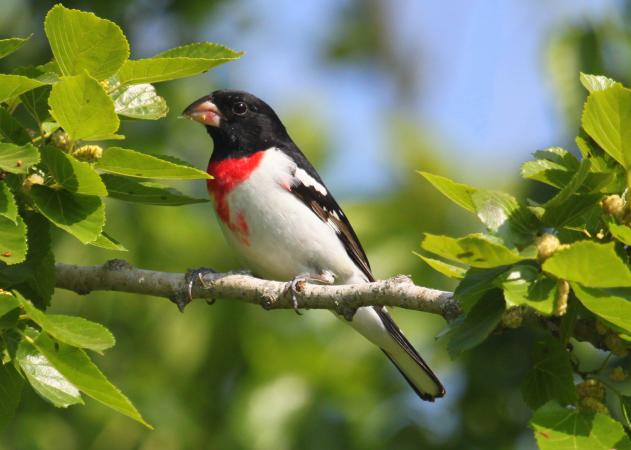 Photo (3): Rose-breasted Grosbeak