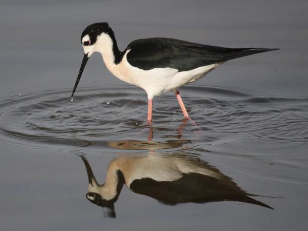 Photo (7): Black-necked Stilt