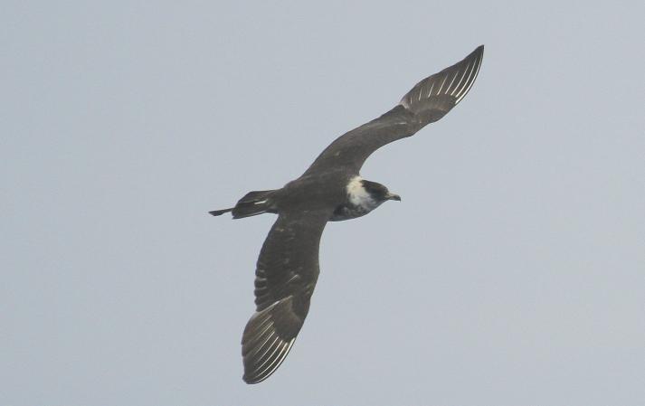 Photo (4): Pomarine Jaeger