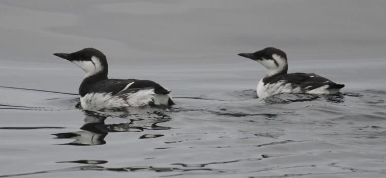 Photo (4): Common Murre