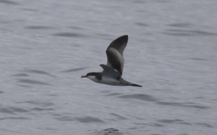 Photo (6): Buller's Shearwater
