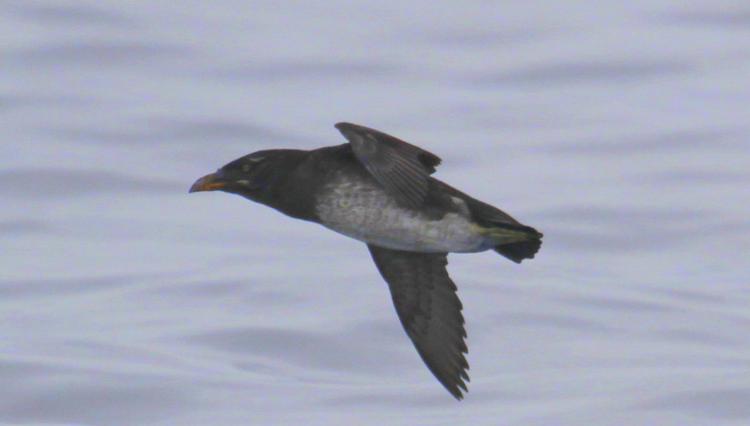 Photo (3): Rhinoceros Auklet
